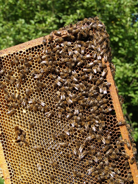 Free Insects Bee photo and picture