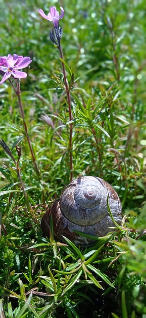 Free Snail Beautiful Flowers photo and picture