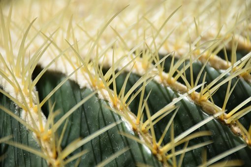 10+ Free Golden Barrel Cactus & Cactus Images - Pixabay