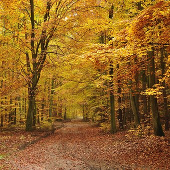 Free Autumn Forest photo and picture
