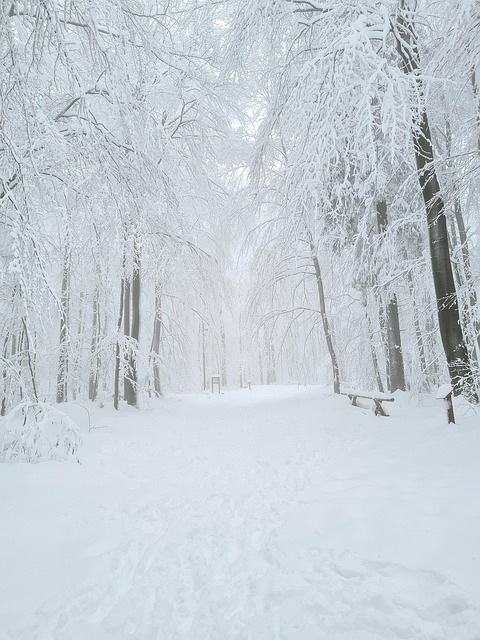 Free Winter Snow photo and picture