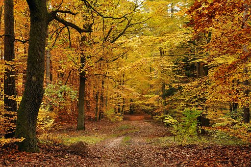 Free Autumn Forest photo and picture
