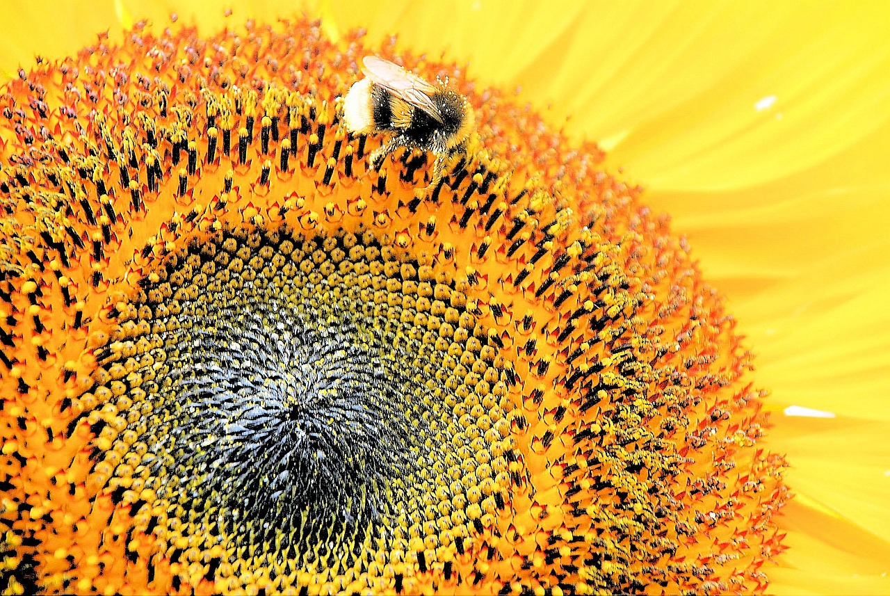 Sunflower Bee Bumblebee - Free photo on Pixabay - Pixabay