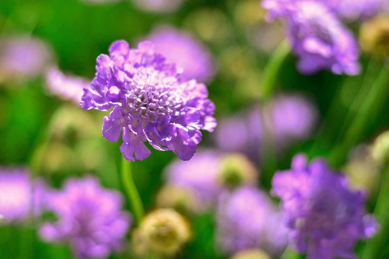 Pincushion Flower Plant Free photo on Pixabay Pixabay