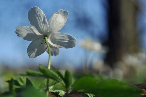 Free Anemone Hd Wallpaper photo and picture