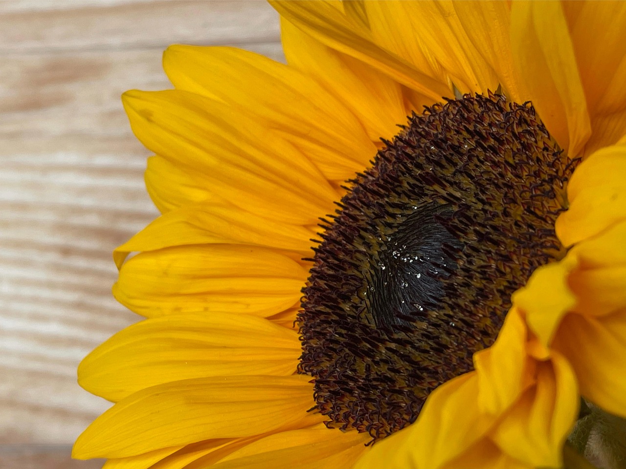 24 Sonnenblumen-Aufkleber – Bunte Blumen-Etiketten Zum Verzieren Von Umschlägen, Karten & Deko