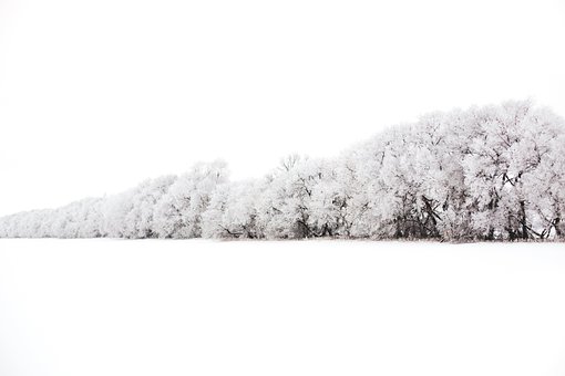 Sneeuw, Winter, Natuur, Bomen, Vorst