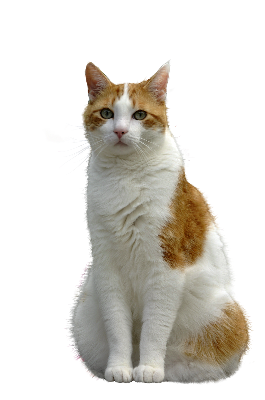 Image Example Cats Bmp Download Animal Cat Mammal Royalty-Free Stock Illustration Image - Pixabay
