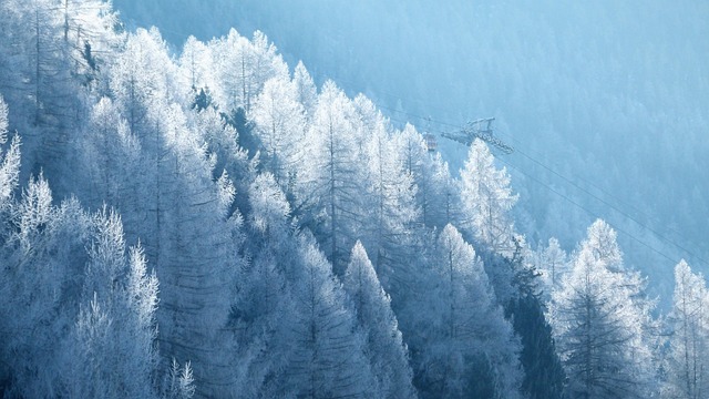Free Trees Nature photo and picture