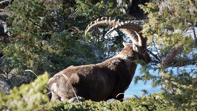 Free Capricorn Valais photo and picture
