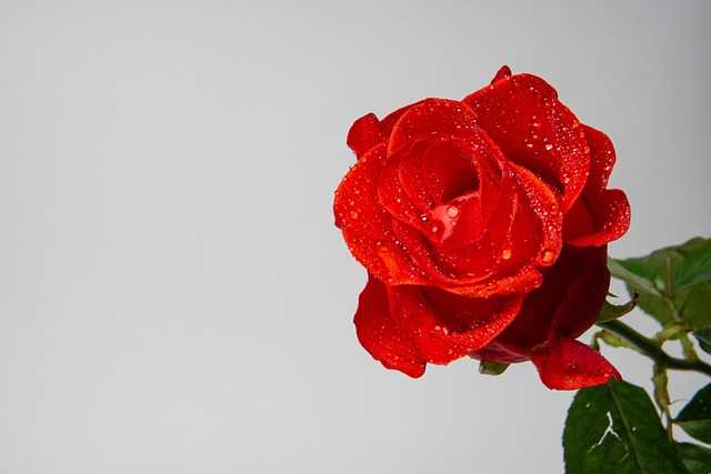 Free Rose Flower photo and picture