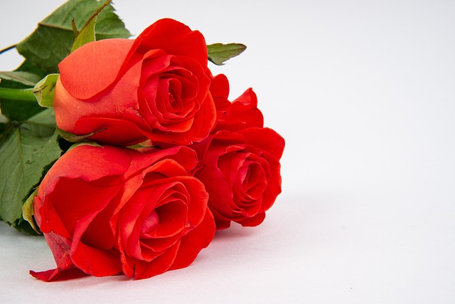 Free Roses Free Background photo and picture
