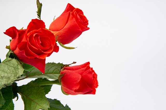 Free Roses Wallpaper 4K photo and picture