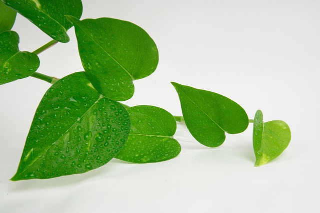 Free Leaves Nature photo and picture