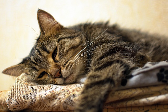 Free Cat Kitten photo and picture