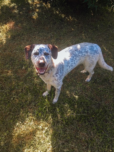 Free Dog Pet photo and picture