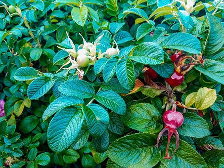 Free Leaf Fruit photo and picture