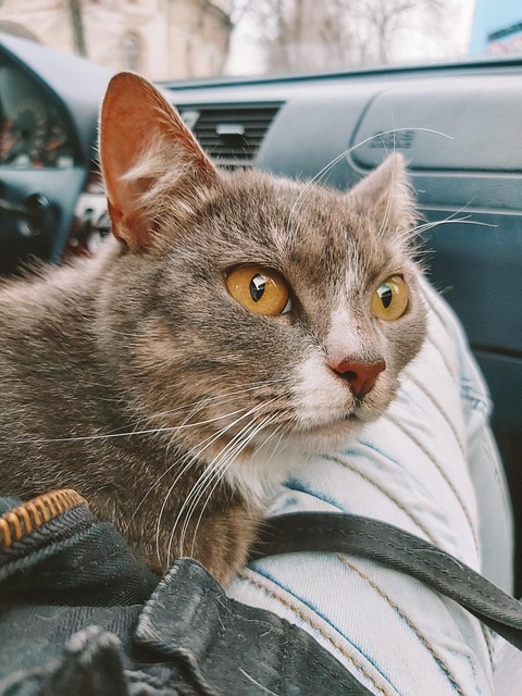 Free Pet Car photo and picture