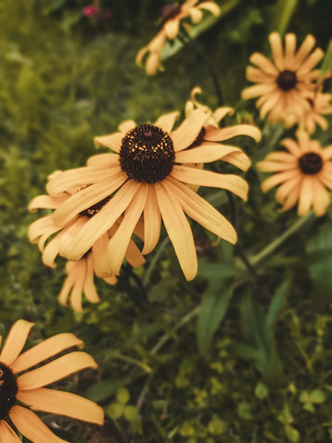 Free Flower Yellow photo and picture
