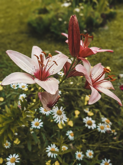 Free Lily Flower photo and picture