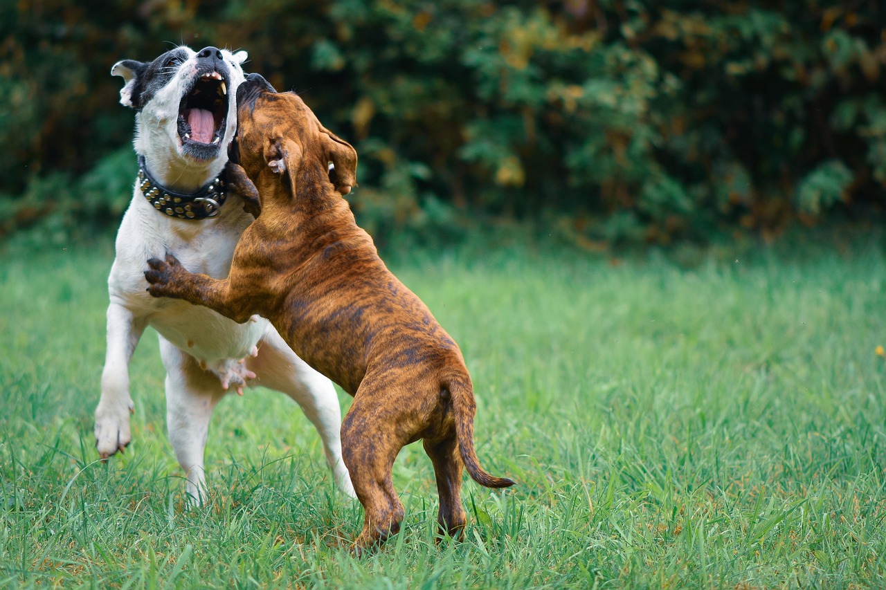 https://cdn.pixabay.com/photo/2022/01/26/23/12/dogs-6970234_1280.jpg