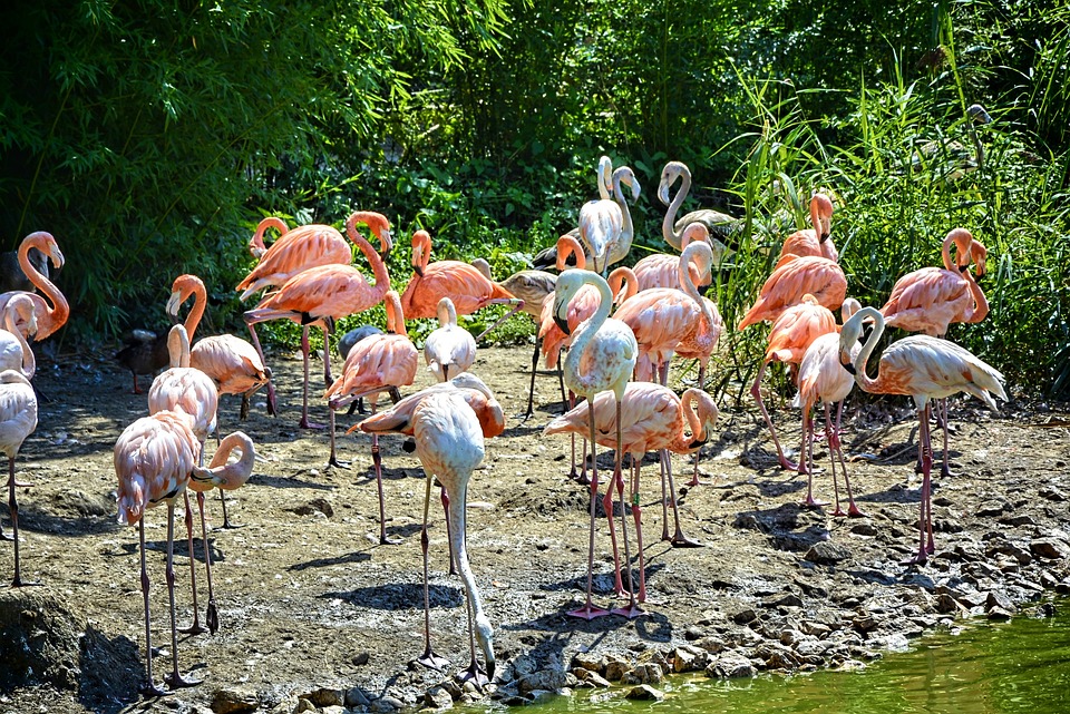 Flamingos Teich Frankreich Kostenloses Foto auf Pixabay Pixabay