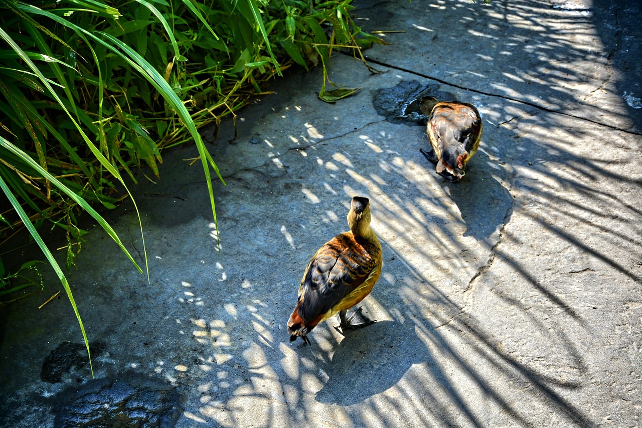 Ducks Birds Feathers - Free photo on Pixabay - Pixabay
