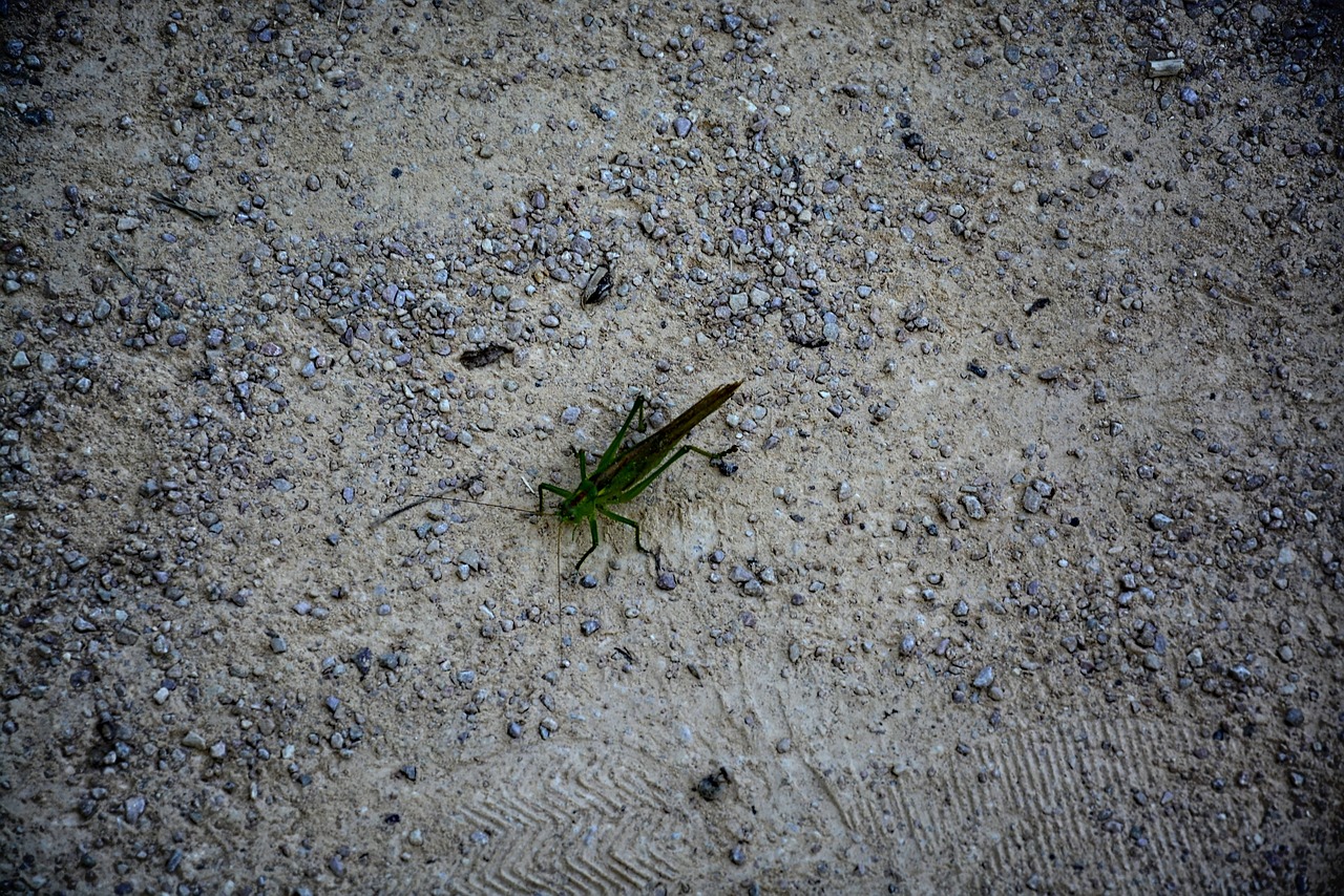 Sol Cu Insecte Insecte Scarabée - Photo gratuite sur Pixabay - Pixabay