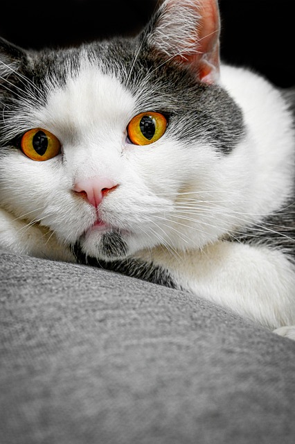 Dyr, Kat, Feline, Natur, Kæledyr