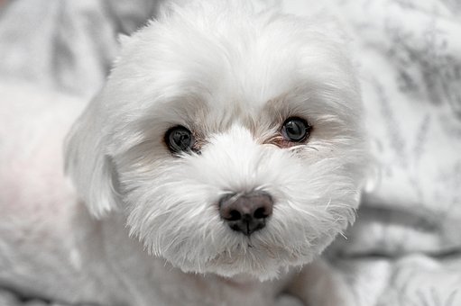 Kæledyr, Hund, Maltesisk, Natur, Hunde