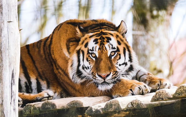 5,000+ Free Tigers &amp; Animal Images