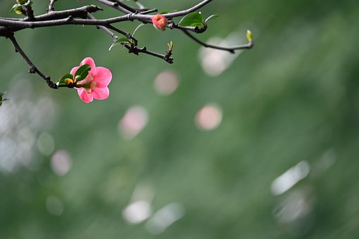 超过0 张关于 海棠花 和 海棠 的免费图片 Pixabay