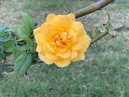 Free Yellow Rose Rose photo and picture