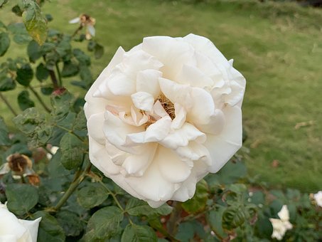Free White Rose Rose photo and picture