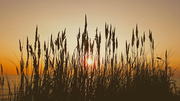 Free Evening Sun Nature photo and picture