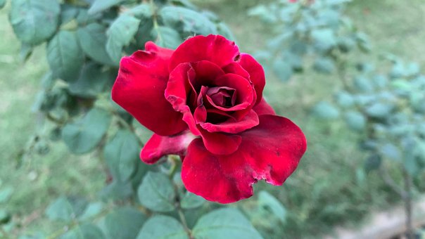 Free Pink Rose Rose photo and picture