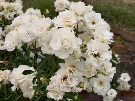 Free Bulk White Roses Rose photo and picture