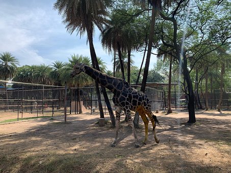 Free Giraffe Animal photo and picture