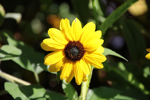 Free Flower Plant photo and picture