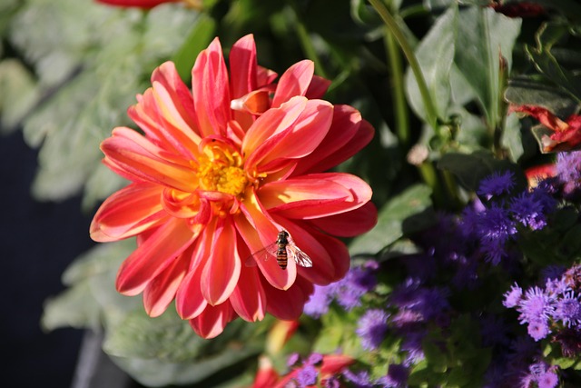 Free Flower Plant photo and picture