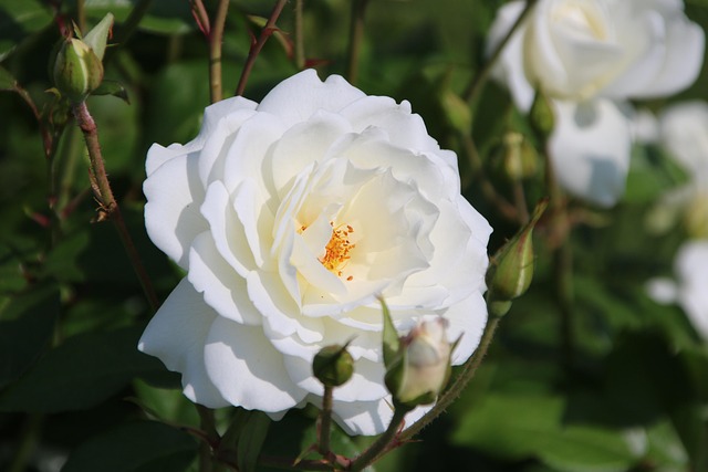 Free Flower Nature photo and picture
