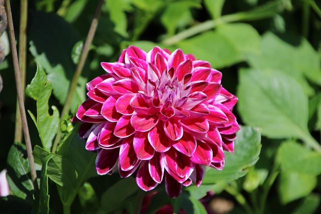 Free Flower Flower Wallpaper photo and picture