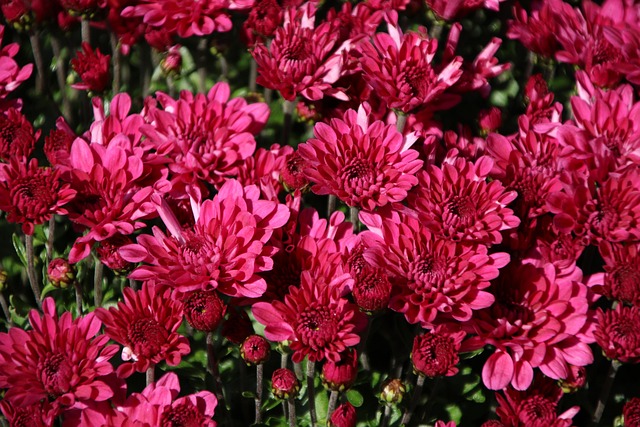 Free Flowers Pink Flowers photo and picture