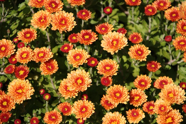 Free Flowers Plants photo and picture