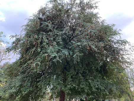Free Tamarind Tree Tamarind photo and picture