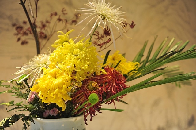 Free Flowers Chrysanthemum photo and picture