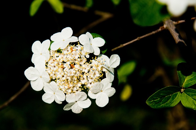 Free Botany Viburnum photo and picture