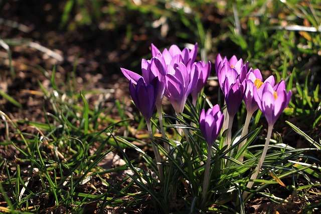 Krokus, Blumen Hintergrund, Blumen