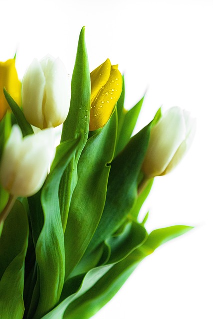 Free Flower Beautiful Flowers photo and picture