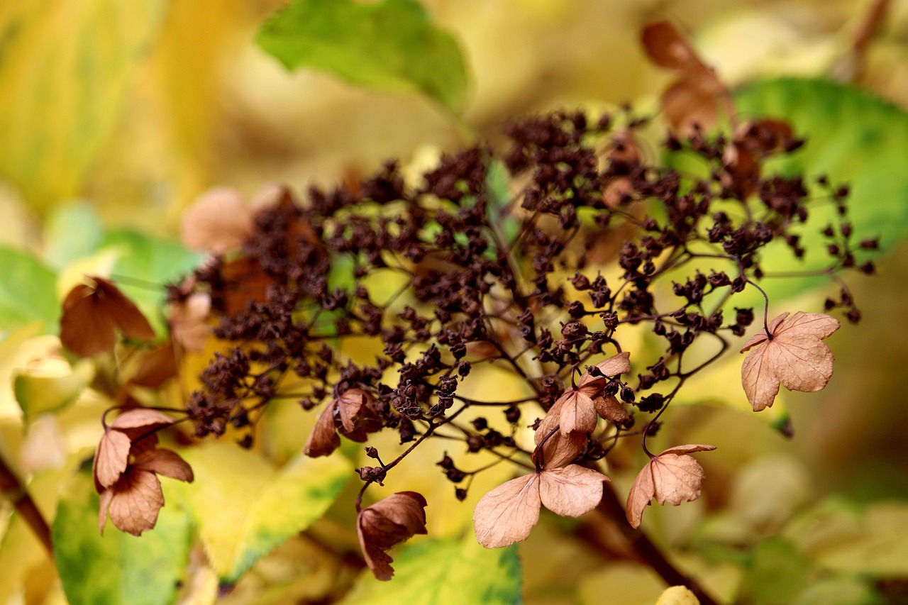 nature, leaves, autumn, season, fall, climbing hydrangea, hydrangea, macro, botany